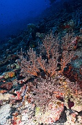 Siphonogorgia sp gorgone nidale brune ambiance-Maldives Villamendhoo-23m-20240424-da-DSC_6710_tn